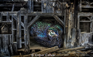 "Bobtail Mine" part of my Underwater Surrealism series. T... by Conor Culver 